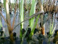 Horn Snails