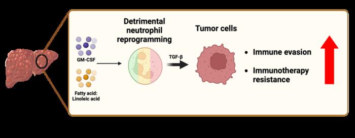 fat in the tumours