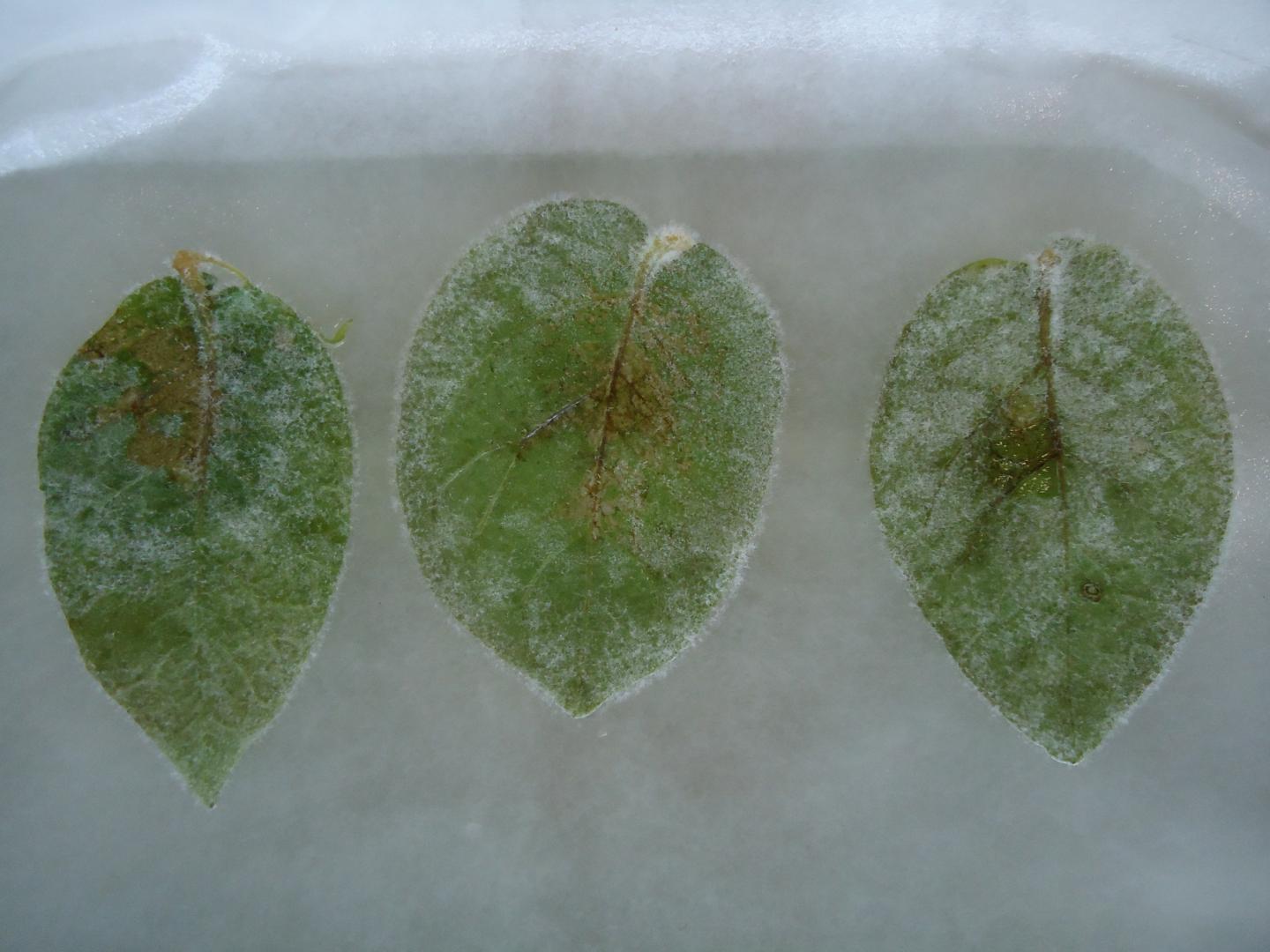 Potato Blight