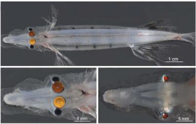 Several Views of the Spookfish