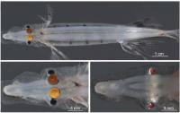 Several Views of the Spookfish