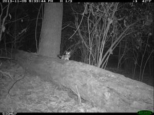 Weasel with mouse