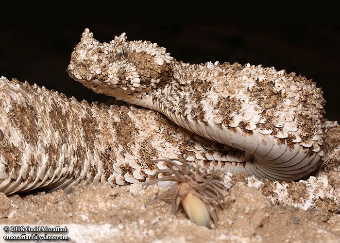 Spider-tailed horned viper