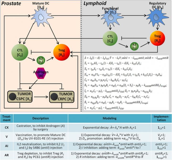 Immunotherapy and Prostate Cancer Model