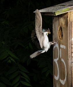 Tree swallow at Long Point Bird Observatory: Landing
