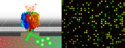 Fluorescence-Labeled Compounds