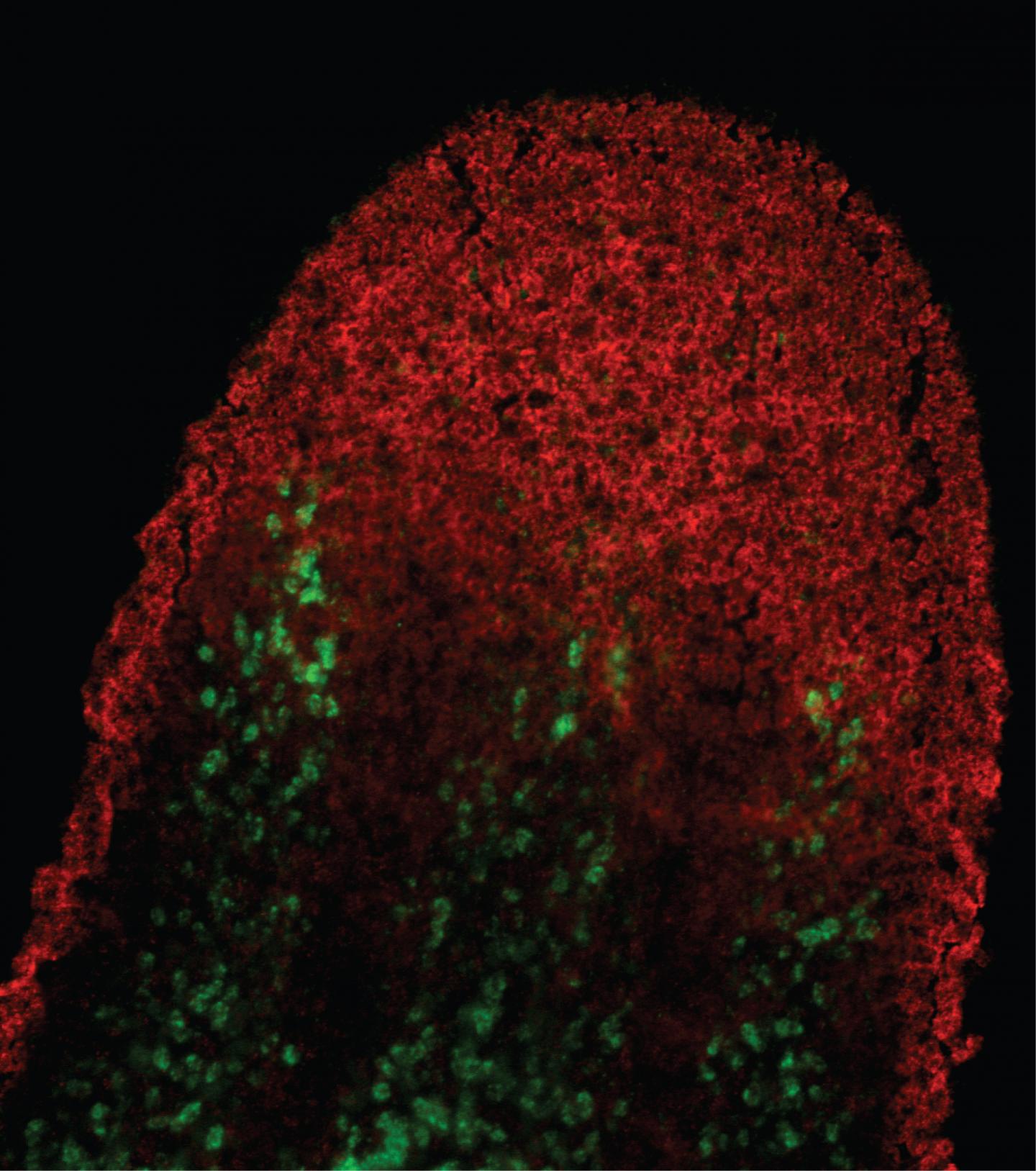 Planarian Stem Cell Population