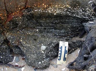 Fossiliferous Outcropping