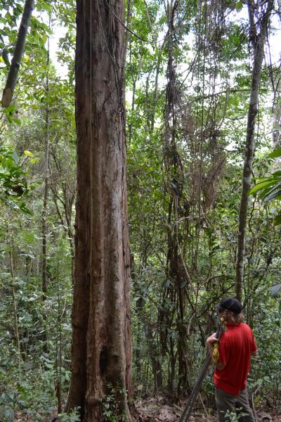 Fluted Trunk of Pau-brasil