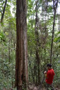 Fluted Trunk of Pau-brasil