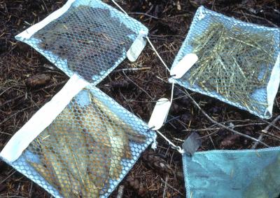 Leaf Litter Decay and Nitrogen Emission