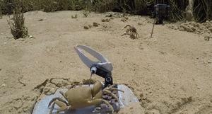 Wavy Dave and a fiddler crab waving their claws