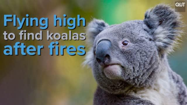 Flying High to Find Koalas