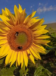 Biodiversity Strengthens Pollinators and Ensures Stable Yields