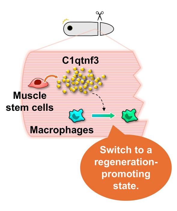 Summary of tail regeneration in African clawed frog tadpoles