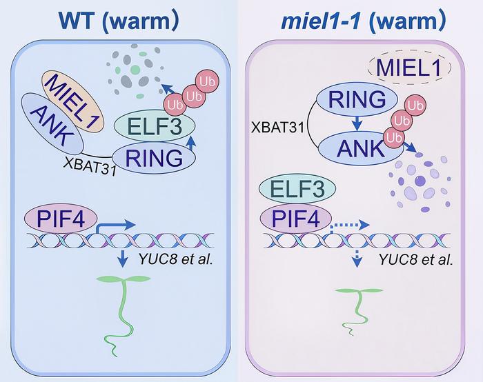 E3 ubiquitin ligase MIEL1 inhibits auto-ubiquitination and self-degradation of XBAT31 to promote thermo-responsive growth via ELF3-PIF4 pathway