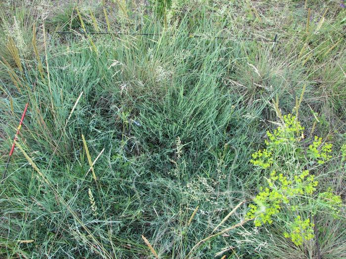 Restored sand grassland patch