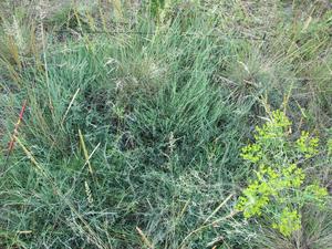 Restored sand grassland patch