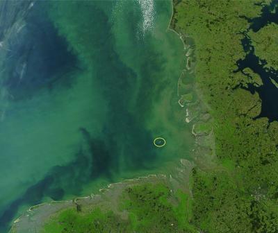 Algae Bloom