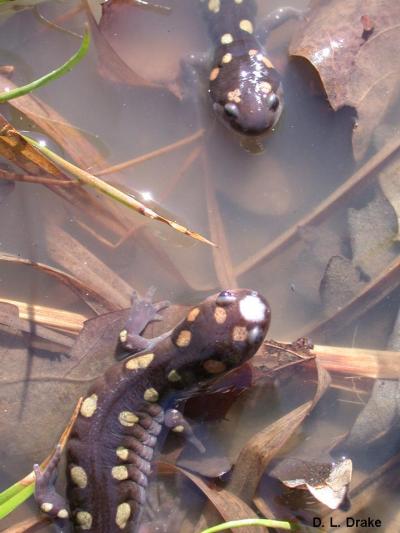 Amphibian (1 of 2)