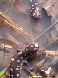 Amphibian (1 of 2)