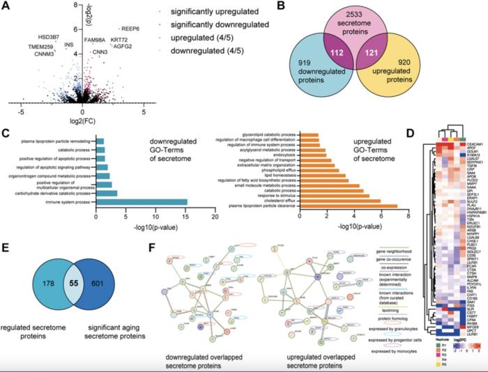 Systemic factors in young human serum influence in vitro responses of human skin and bone marrow-derived blood cells in a microphysiological co-culture system