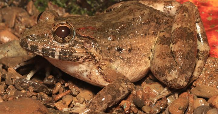 New frog from Philippines has fangs