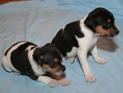 An Affected and a Healthy Brazilian Terrier puppy