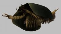 Artist's Reconstruction of <i>Tokummia katalepsis</i>