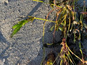 An immature Amphibolis antarctica seedling attached to the mother plant