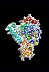 XPG Catalytic Core