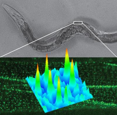 Single-Molecule Imaging