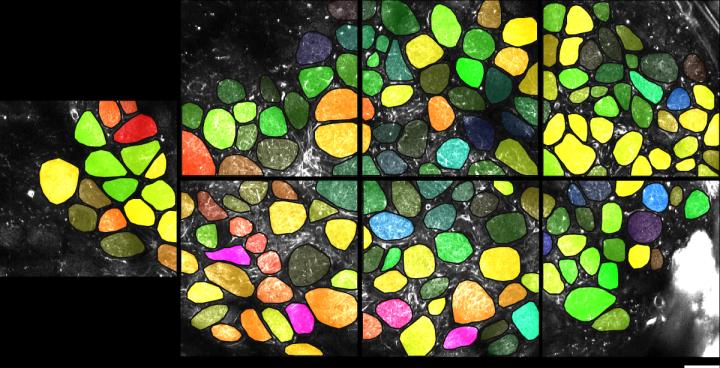 Phase Coding in the Olfactory Bulb