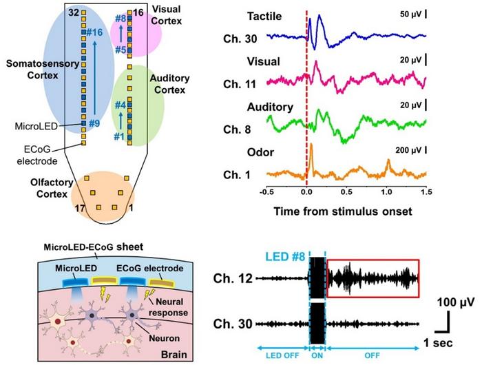 Flexible MicroLED–Electrocorticography Sheet for Wide-Area Bidirectional Neural Interface in Mice
