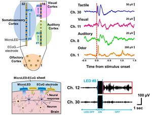 Flexible MicroLED–Electrocorticography Sheet for Wide-Area Bidirectional Neural Interface in Mice