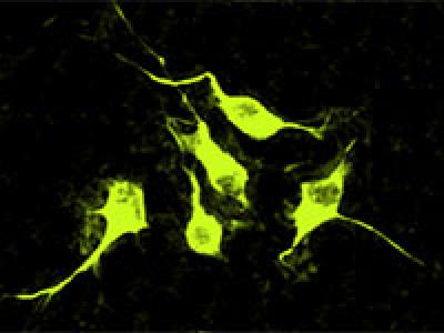 Brain Signaling Protein