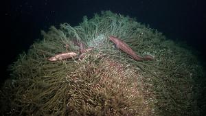Red cusk-eels embedded in a tubeworm bush at a methane seep off central Chile