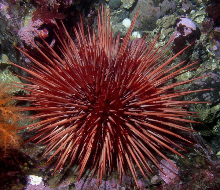 Red Sea Urchin