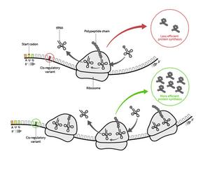 mRNA sequences affect translation efficiency