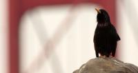 Songbird