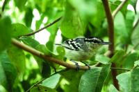 New Species of Neotropical Bird