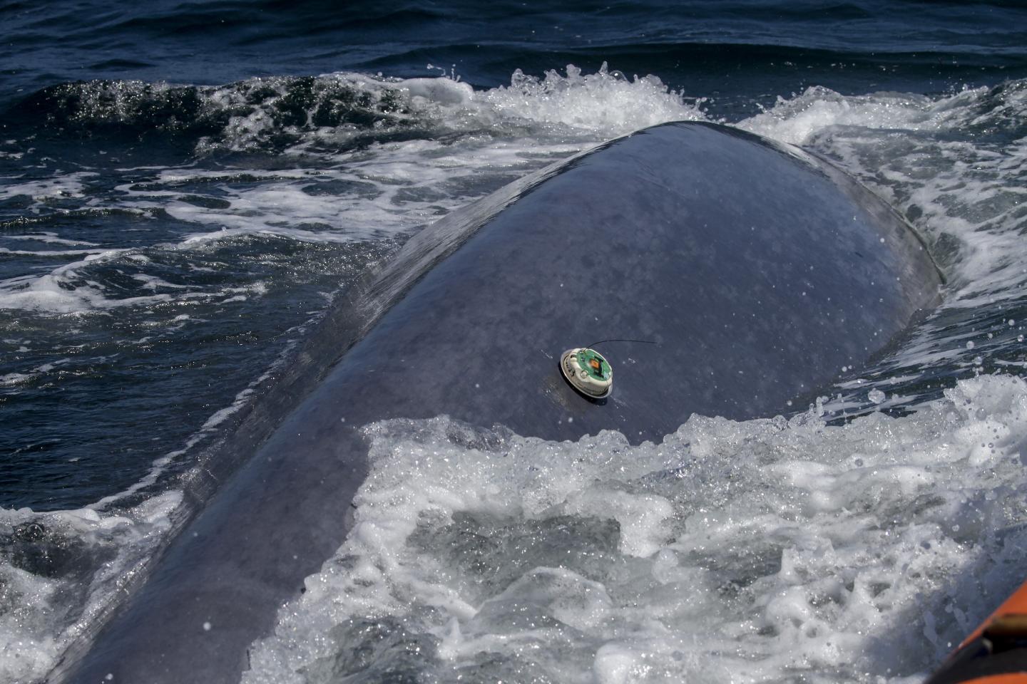 Tagged Whale