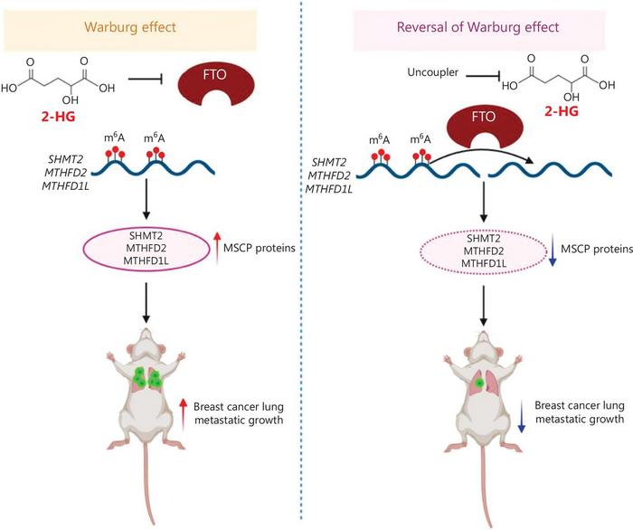 Mitochondrial uncoupling inhibits serine catabolism through FTO activation in metastatic breast cancer.