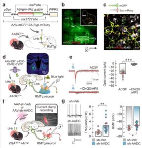 Fig. 4: LHb D-neurons innervate RMTg GABAergic neurons.