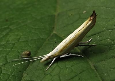 <i>Ypsolopha blandella</i>