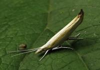 <i>Ypsolopha blandella</i>