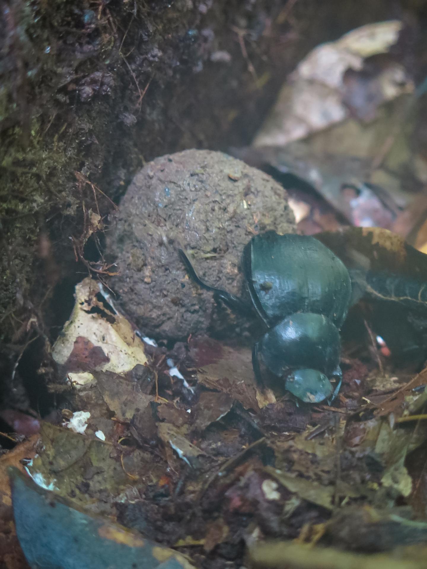 Dung Beetle
