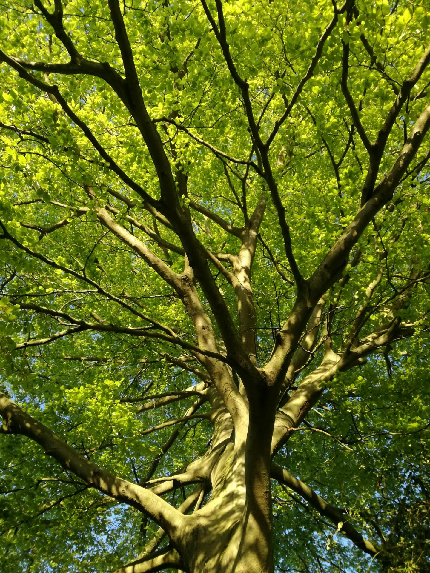Trees
