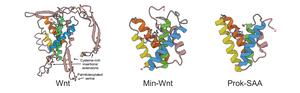 Lipocone superfamily structures