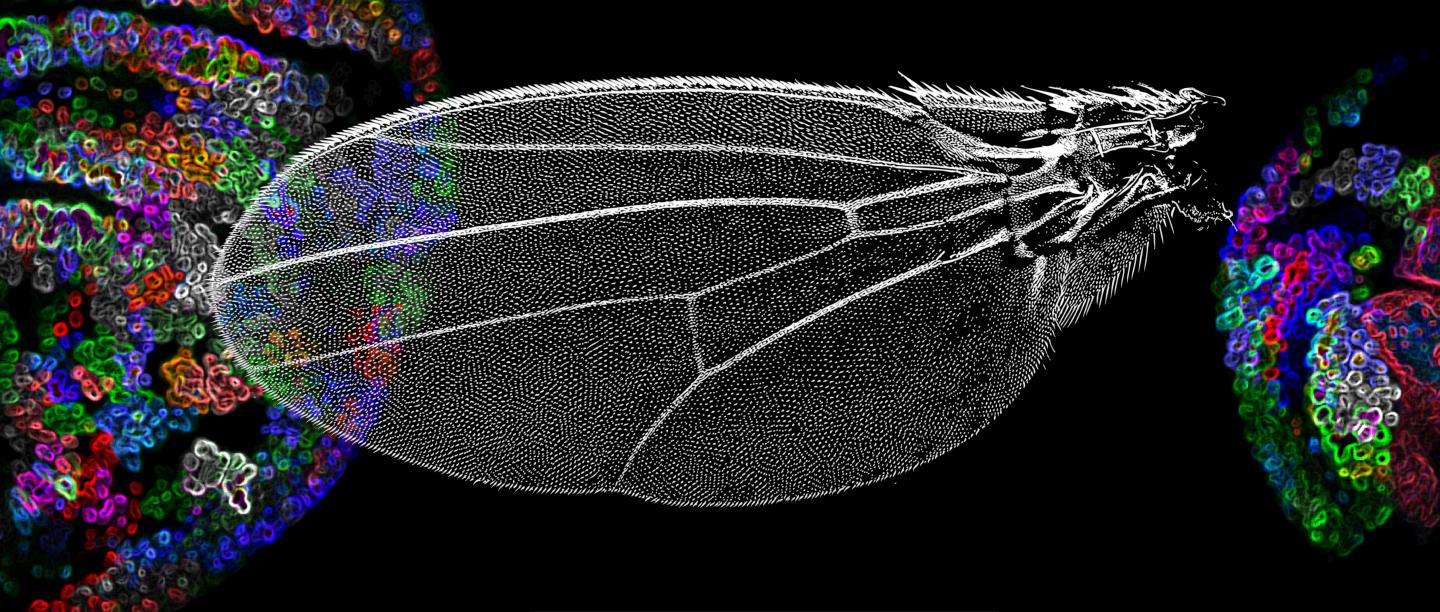 <i>Drosophila</i> Wing